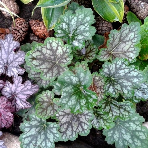 Heuchera 'Marvelous Marble' - Helmikpööris 'Marvelous Marble' C1,5/1,5L